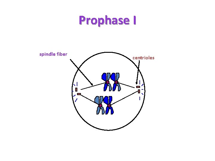 Prophase I spindle fiber centrioles 