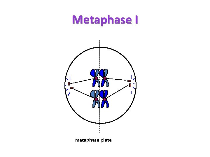 Metaphase I metaphase plate 