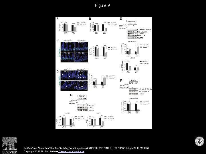 Figure 9 Cellular and Molecular Gastroenterology and Hepatology 2017 3, 447 -468 DOI: (10.