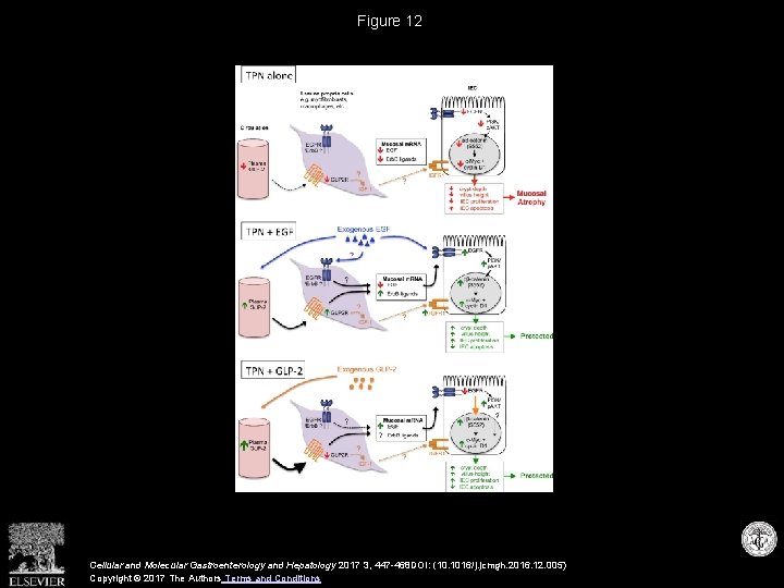 Figure 12 Cellular and Molecular Gastroenterology and Hepatology 2017 3, 447 -468 DOI: (10.