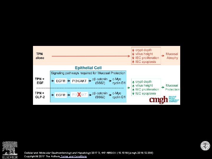 Cellular and Molecular Gastroenterology and Hepatology 2017 3, 447 -468 DOI: (10. 1016/j. jcmgh.