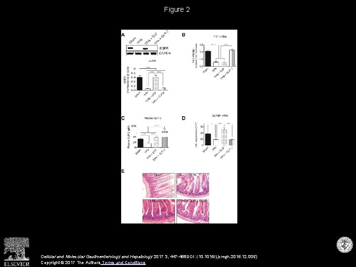 Figure 2 Cellular and Molecular Gastroenterology and Hepatology 2017 3, 447 -468 DOI: (10.