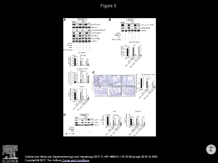 Figure 5 Cellular and Molecular Gastroenterology and Hepatology 2017 3, 447 -468 DOI: (10.