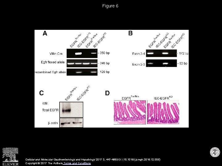 Figure 6 Cellular and Molecular Gastroenterology and Hepatology 2017 3, 447 -468 DOI: (10.