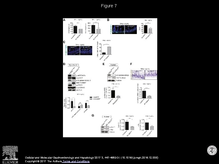 Figure 7 Cellular and Molecular Gastroenterology and Hepatology 2017 3, 447 -468 DOI: (10.