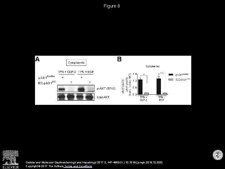 Figure 8 Cellular and Molecular Gastroenterology and Hepatology 2017 3, 447 -468 DOI: (10.