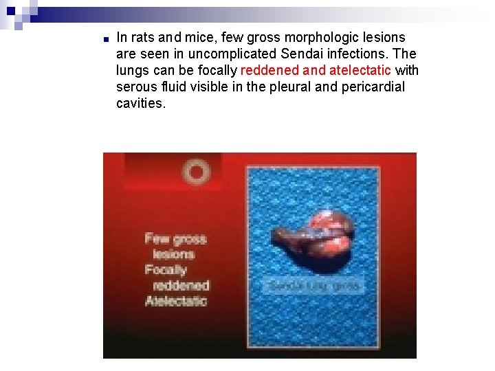 ■ In rats and mice, few gross morphologic lesions are seen in uncomplicated Sendai