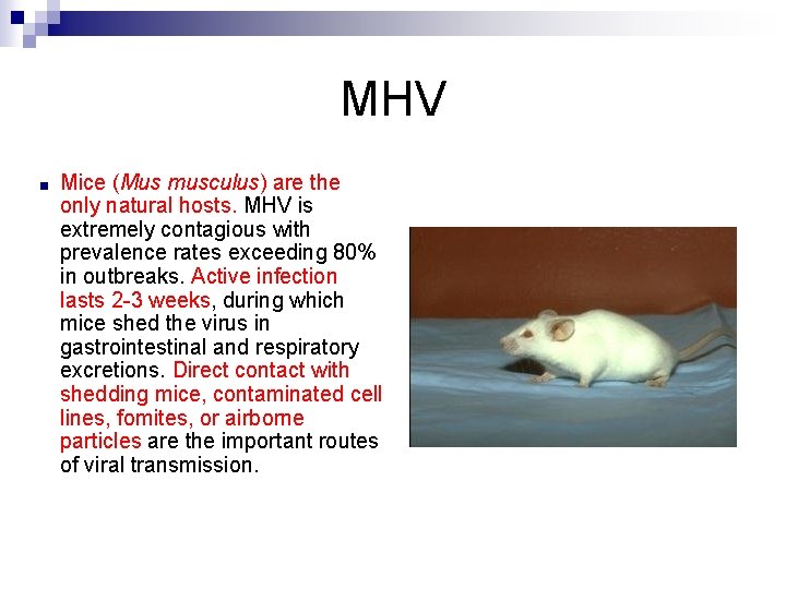MHV ■ Mice (Mus musculus) are the only natural hosts. MHV is extremely contagious