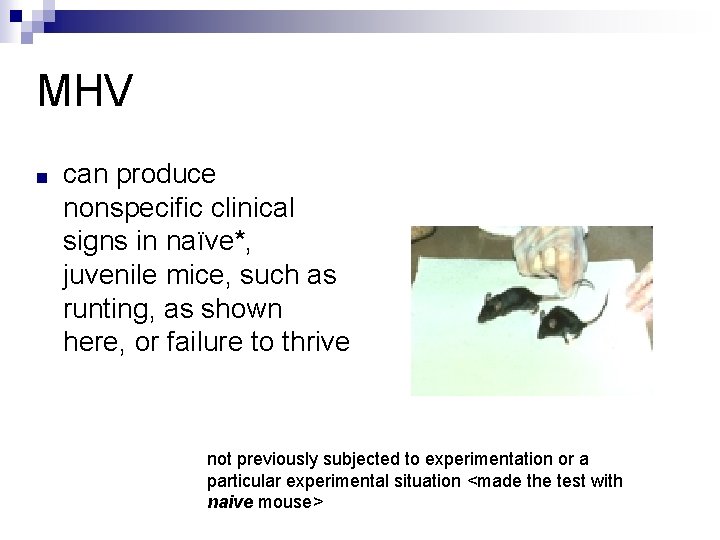 MHV ■ can produce nonspecific clinical signs in naïve*, juvenile mice, such as runting,