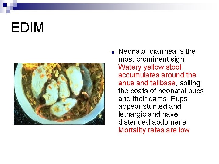 EDIM ■ Neonatal diarrhea is the most prominent sign. Watery yellow stool accumulates around