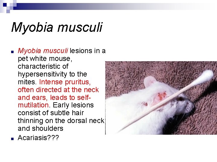 Myobia musculi ■ ■ Myobia musculi lesions in a pet white mouse, characteristic of