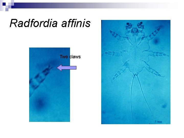 Radfordia affinis Two claws 