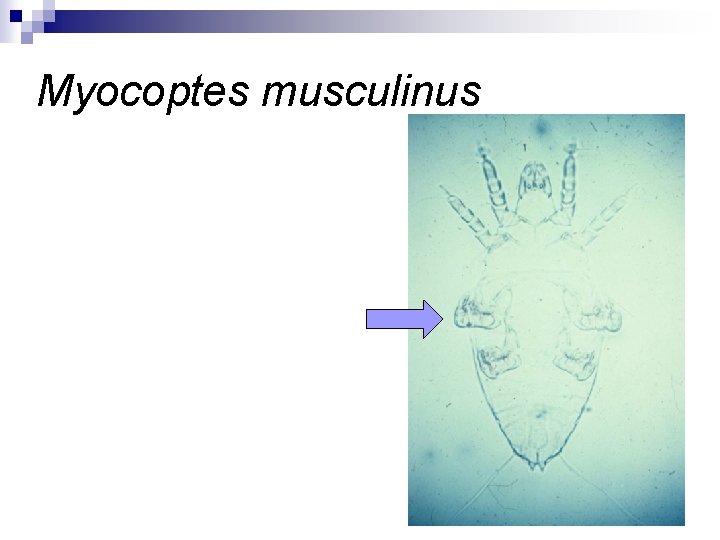 Myocoptes musculinus 
