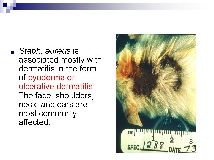 ■ Staph. aureus is associated mostly with dermatitis in the form of pyoderma or