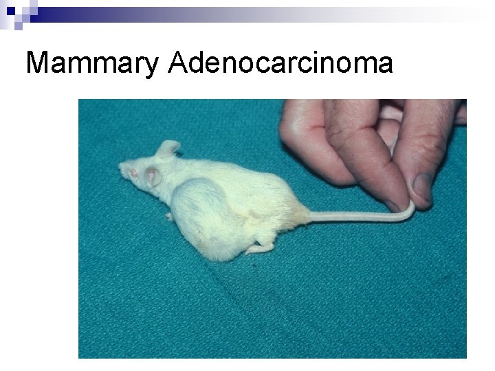 Mammary Adenocarcinoma 