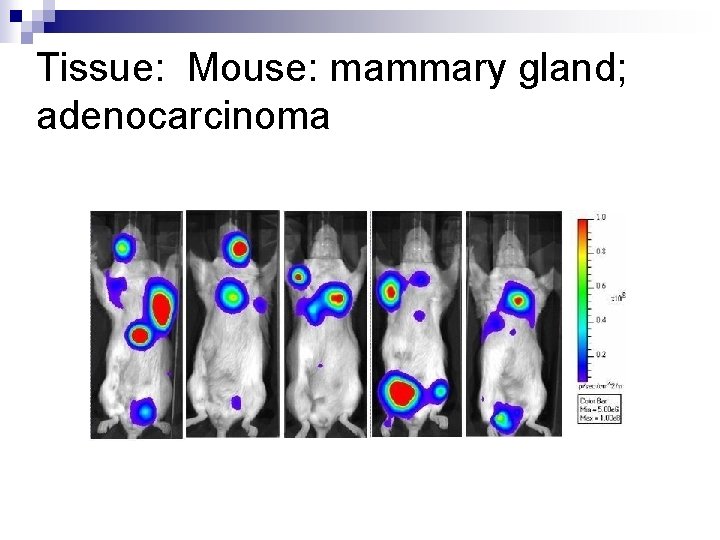 Tissue: Mouse: mammary gland; adenocarcinoma 