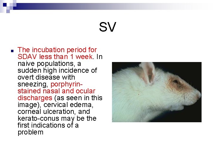 SV ■ The incubation period for SDAV less than 1 week. In naive populations,