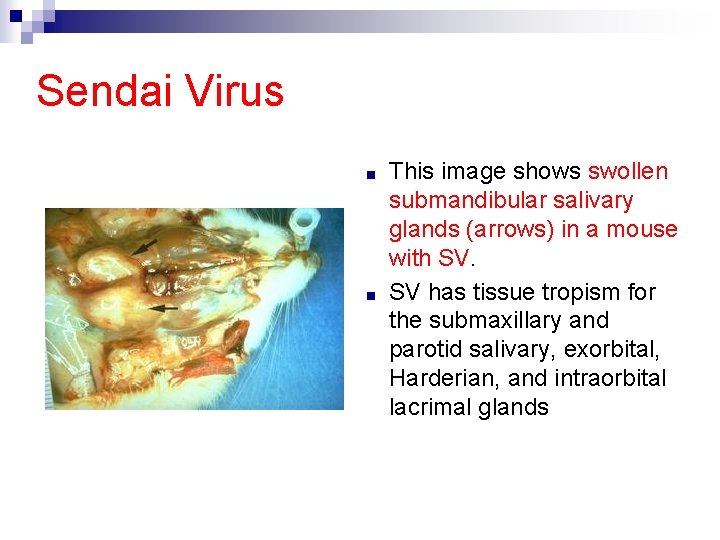Sendai Virus ■ ■ This image shows swollen submandibular salivary glands (arrows) in a
