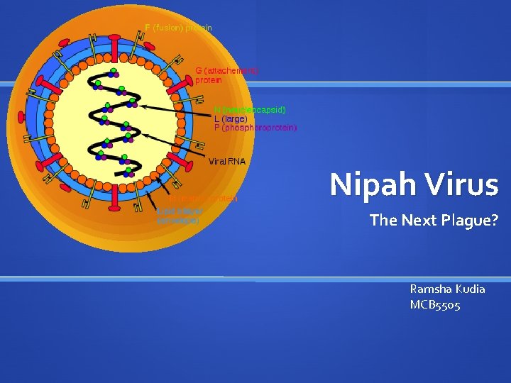 Nipah Virus The Next Plague? Ramsha Kudia MCB 5505 