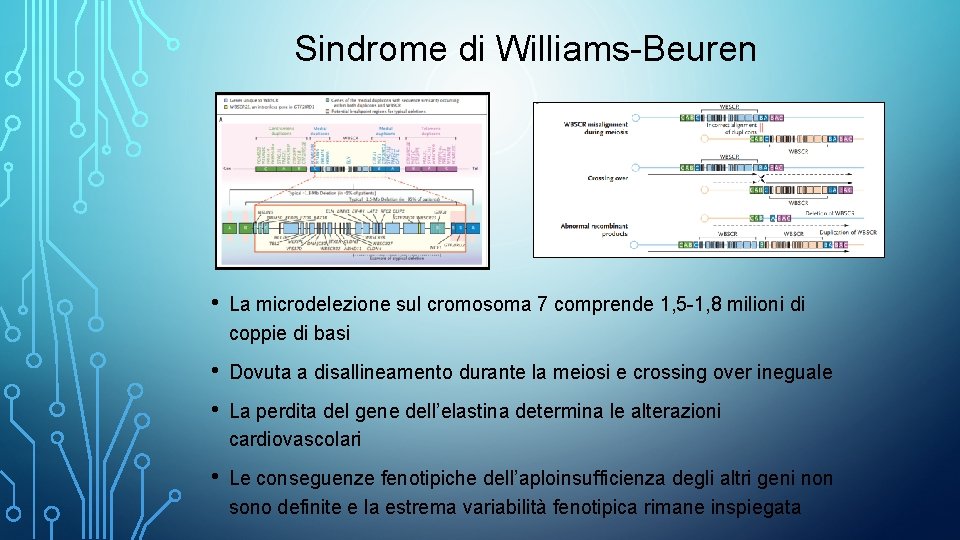 Sindrome di Williams-Beuren • La microdelezione sul cromosoma 7 comprende 1, 5 -1, 8