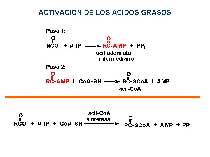 ACTIVACION DE LOS ACIDOS GRASOS Paso 1: O RCO - + A TP O ACTIVACION DE LOS ACIDOS GRASOS Paso 1: O RCO - + A TP O