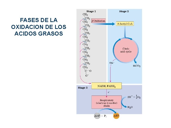 FASES DE LA OXIDACION DE LOS ACIDOS GRASOS FASES DE LA OXIDACION DE LOS ACIDOS GRASOS