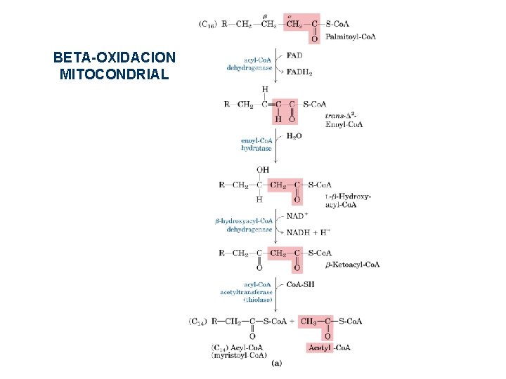 BETA-OXIDACION MITOCONDRIAL BETA-OXIDACION MITOCONDRIAL
