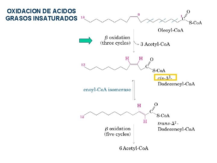 OXIDACION DE ACIDOS GRASOS INSATURADOS OXIDACION DE ACIDOS GRASOS INSATURADOS