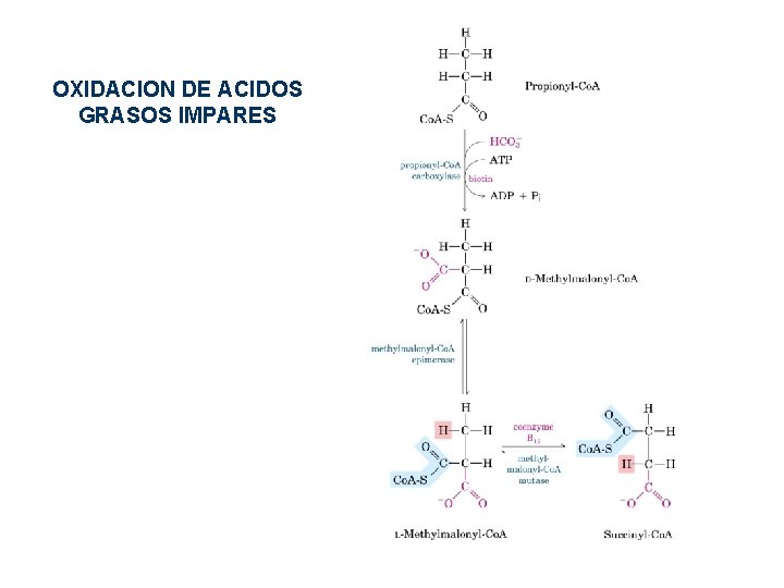 OXIDACION DE ACIDOS GRASOS IMPARES OXIDACION DE ACIDOS GRASOS IMPARES