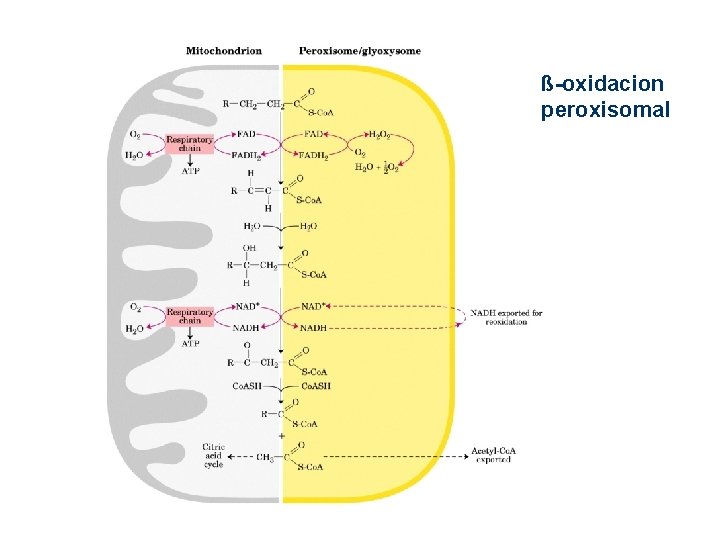 ß-oxidacion peroxisomal ß-oxidacion peroxisomal