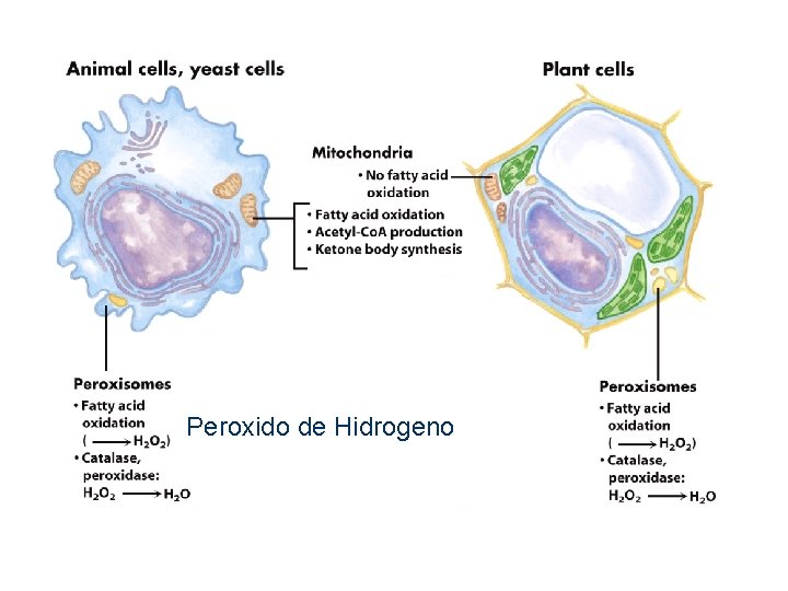 Peroxido de Hidrogeno Peroxido de Hidrogeno