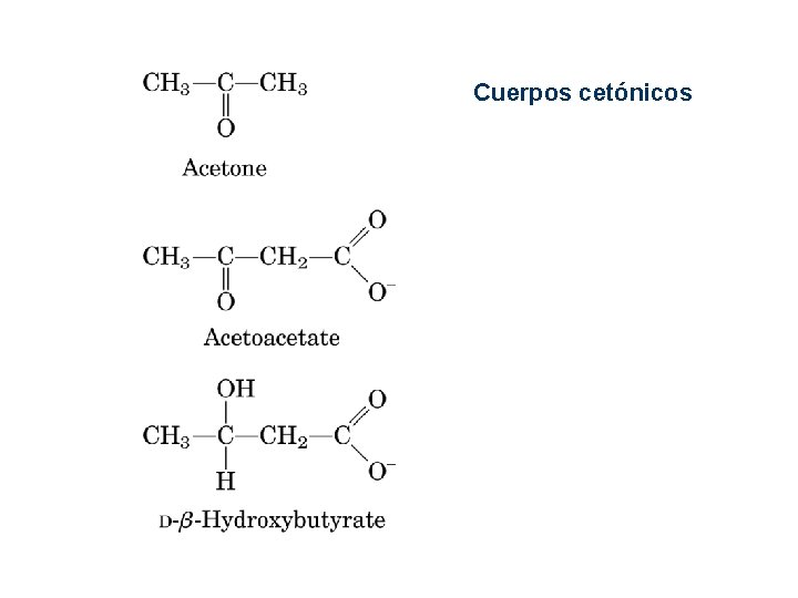Cuerpos cetónicos Cuerpos cetónicos