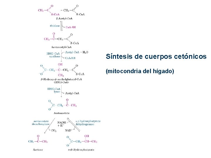 Síntesis de cuerpos cetónicos (mitocondria del hígado) Síntesis de cuerpos cetónicos (mitocondria del hígado)