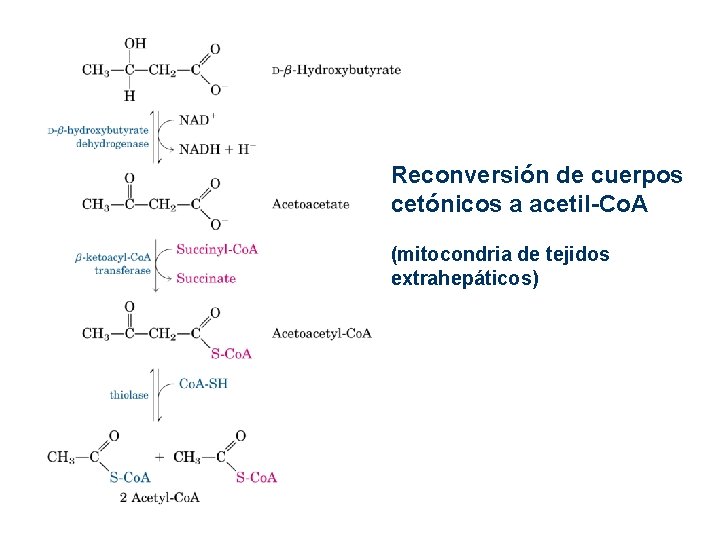 Reconversión de cuerpos cetónicos a acetil-Co. A (mitocondria de tejidos extrahepáticos) Reconversión de cuerpos cetónicos a acetil-Co. A (mitocondria de tejidos extrahepáticos)