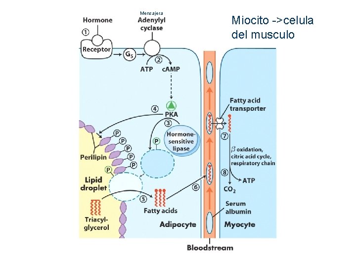 Mensajera Miocito ->celula del musculo Mensajera Miocito ->celula del musculo