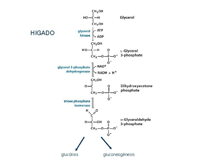 HIGADO glucólisis gluconeogénesis HIGADO glucólisis gluconeogénesis