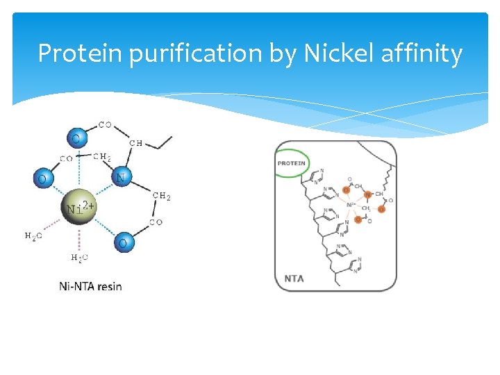 Protein purification by Nickel affinity 