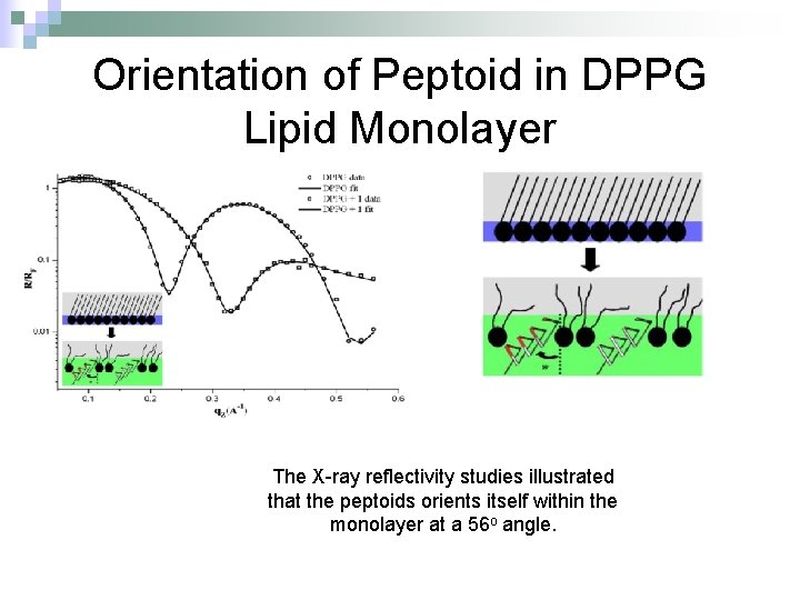 Orientation of Peptoid in DPPG Lipid Monolayer The X-ray reflectivity studies illustrated that the