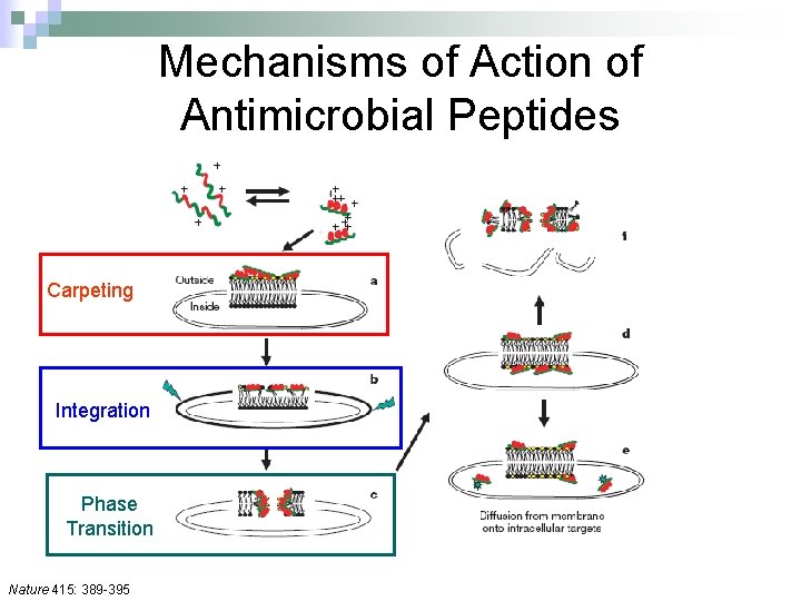 Mechanisms of Action of Antimicrobial Peptides Carpeting Integration Phase Transition Nature 415: 389 -395