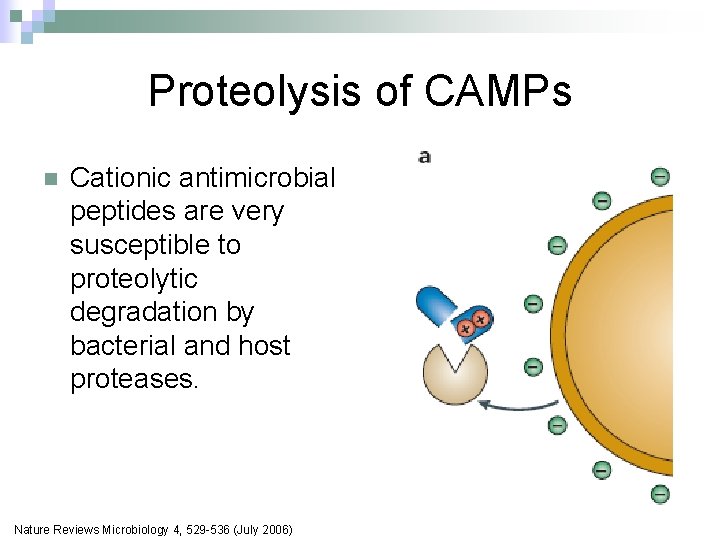 Proteolysis of CAMPs n Cationic antimicrobial peptides are very susceptible to proteolytic degradation by