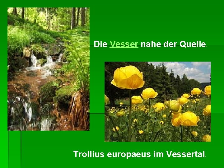 Die Vesser nahe der Quelle. Trollius europaeus im Vessertal. 