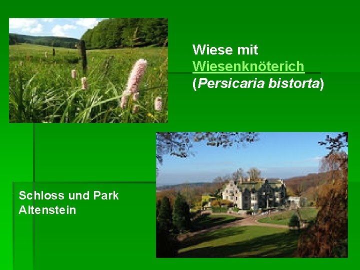 Wiese mit Wiesenknöterich (Persicaria bistorta) Schloss und Park Altenstein 