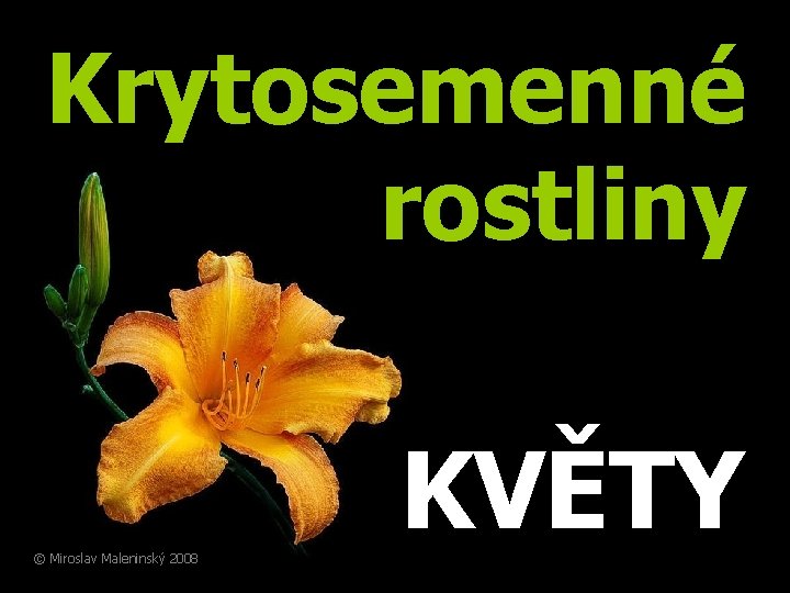 Krytosemenné rostliny KVĚTY © Miroslav Maleninský 2008 