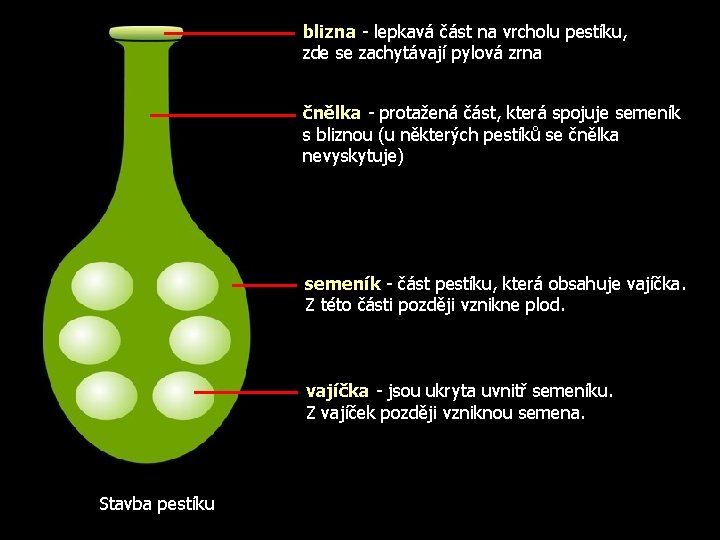 blizna - lepkavá část na vrcholu pestíku, zde se zachytávají pylová zrna čnělka -