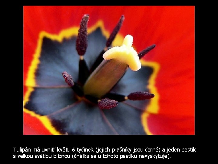 Tulipán má uvnitř květu 6 tyčinek (jejich prašníky jsou černé) a jeden pestík s