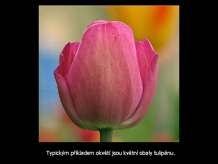 Typickým příkladem okvětí jsou květní obaly tulipánu. 