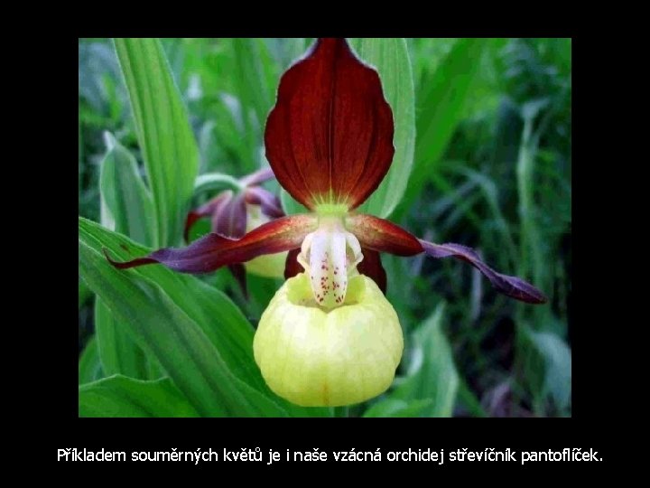 Příkladem souměrných květů je i naše vzácná orchidej střevíčník pantoflíček. 