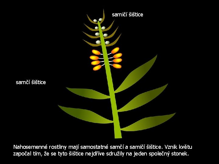 samičí šištice samčí šištice Nahosemenné rostliny mají samostatné samčí a samičí šištice. Vznik květu