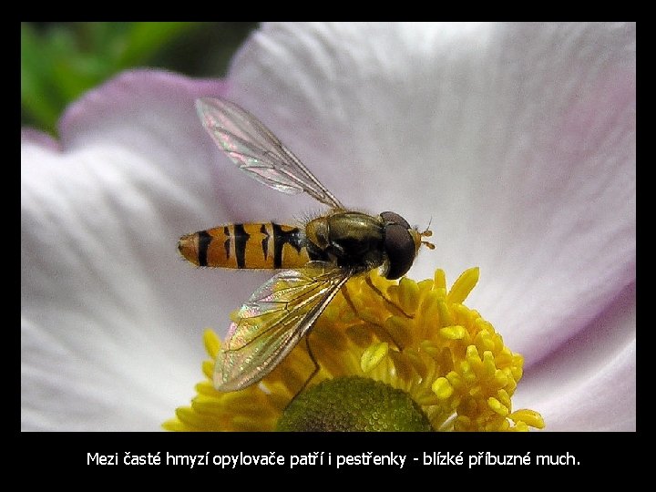 Mezi časté hmyzí opylovače patří i pestřenky - blízké příbuzné much. 