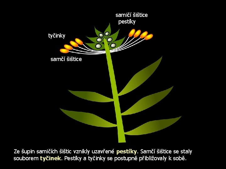 samičí šištice pestíky tyčinky samčí šištice Ze šupin samičích šištic vznikly uzavřené pestíky. Samčí